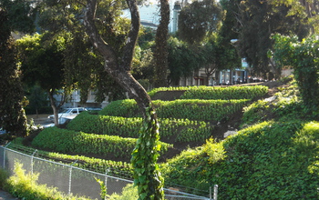 An urban garden